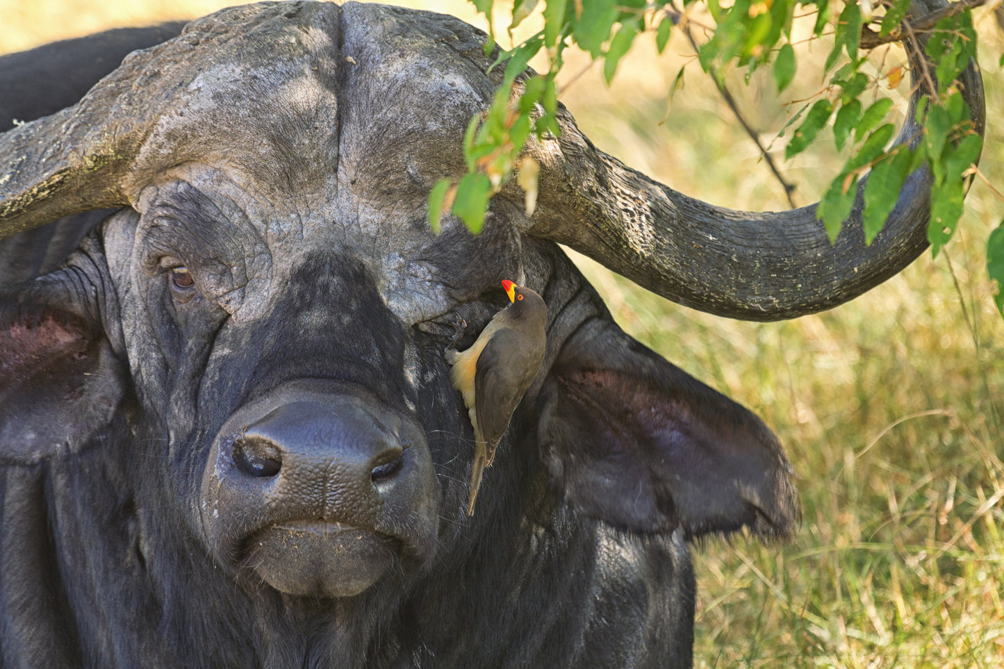 Masai Mara & Kenyas kyst