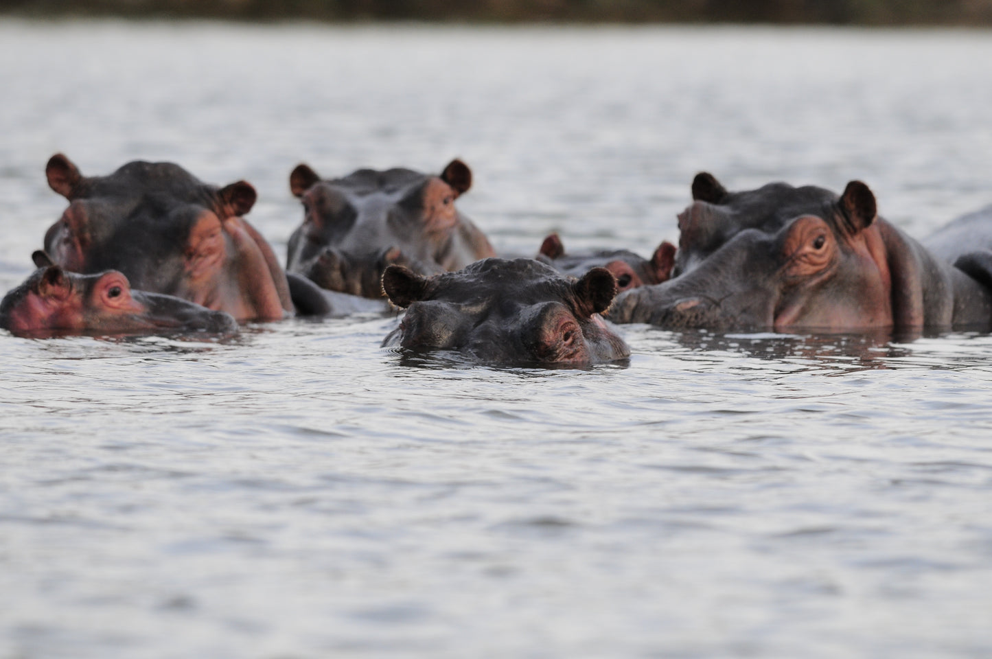 Masai Mara & Kenyas kyst