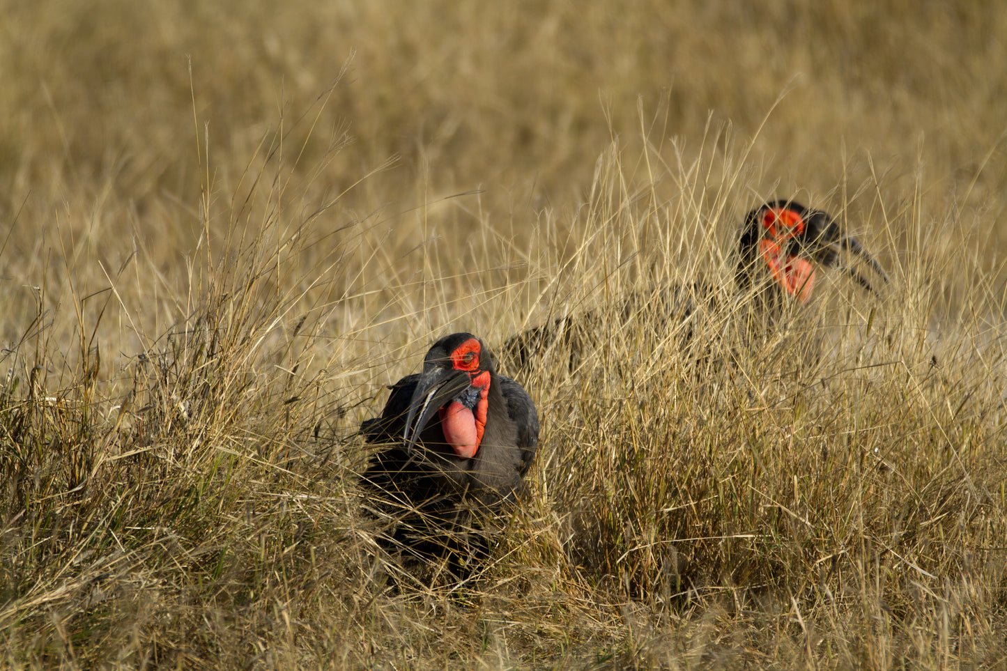 Masai Mara & Kenyas kyst