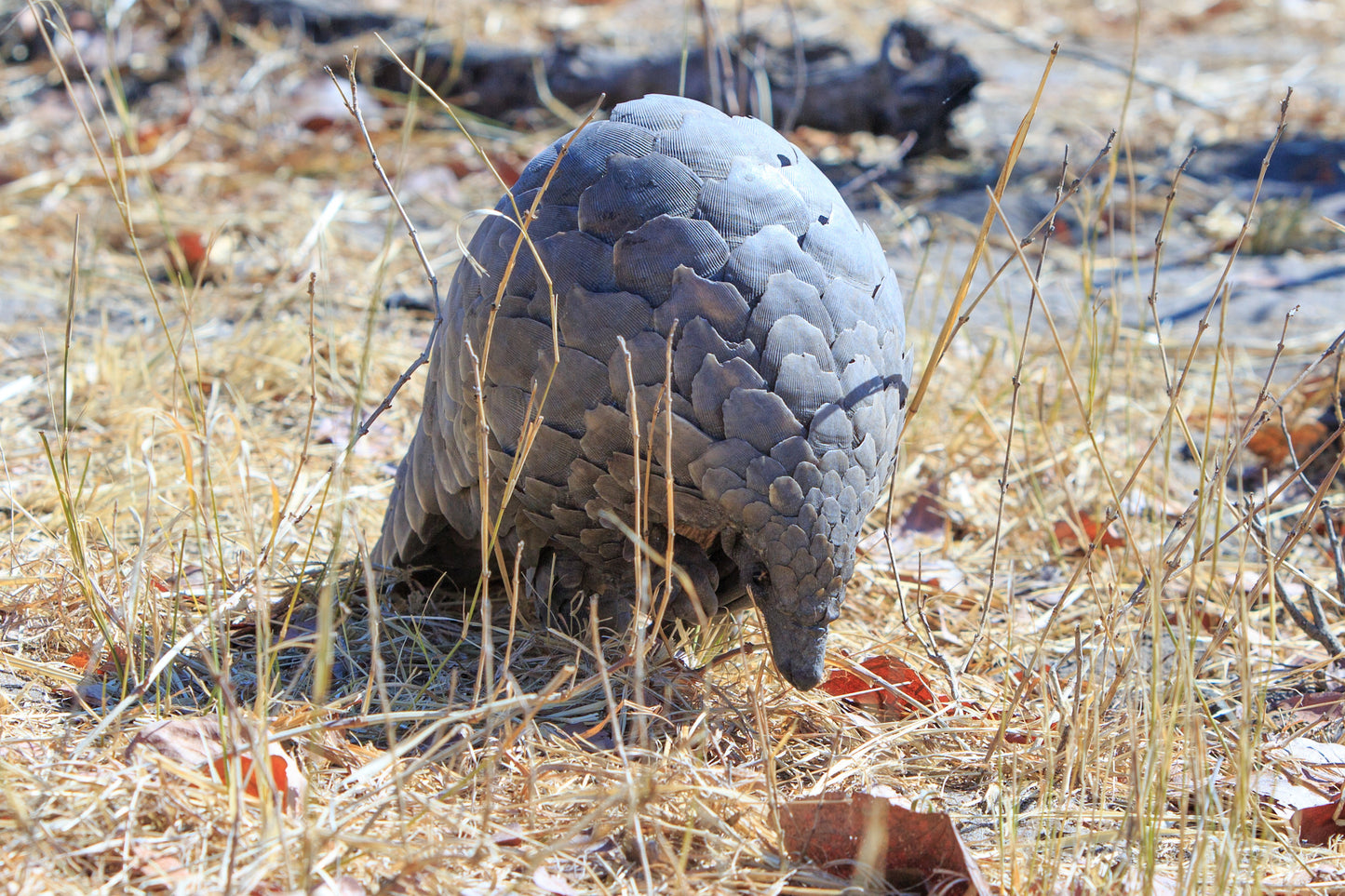 Vic Falls, safari & Cape Town