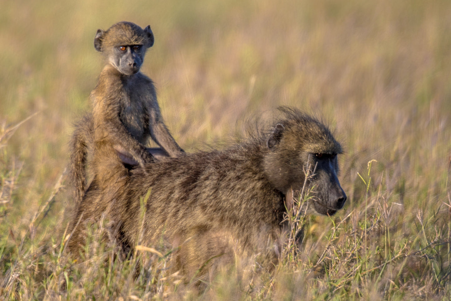 Masai Mara & Zanzibar