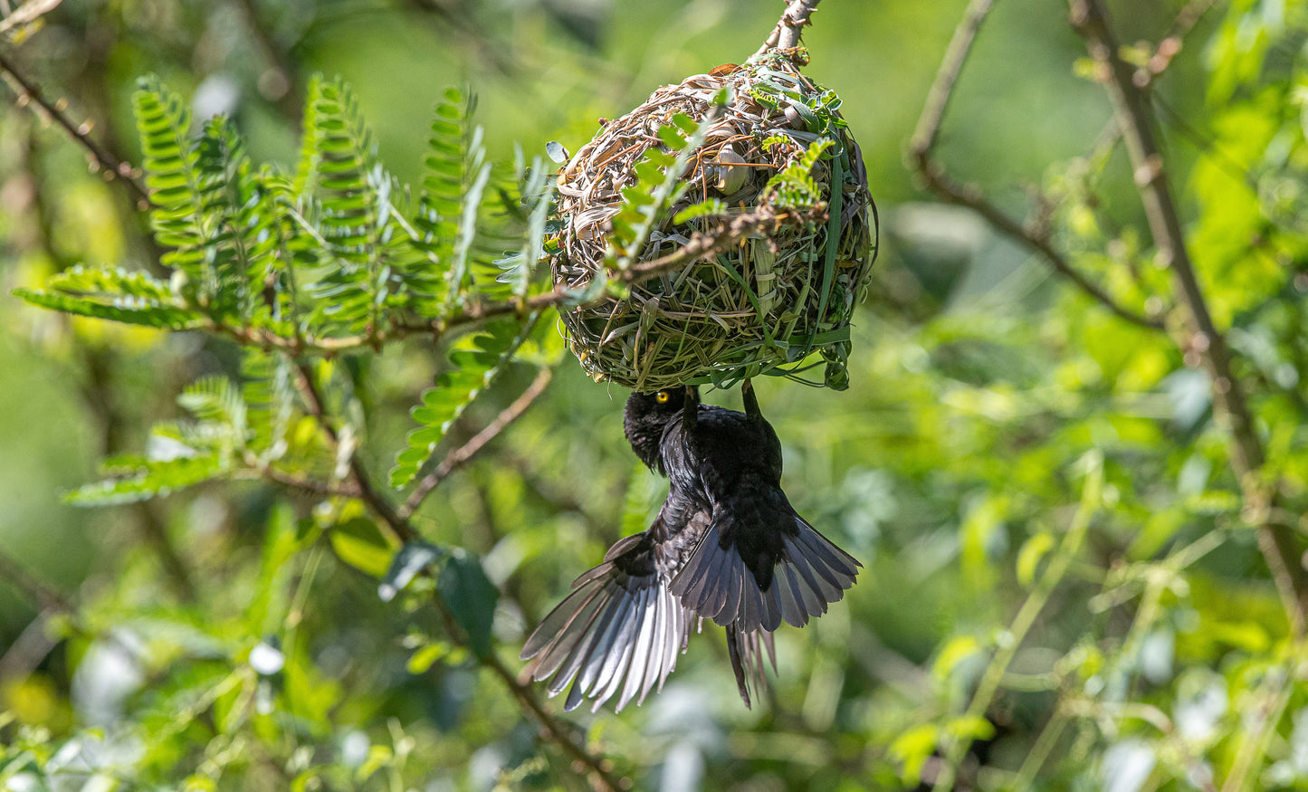 Fra det Indiske Ocean til Lake Victoria