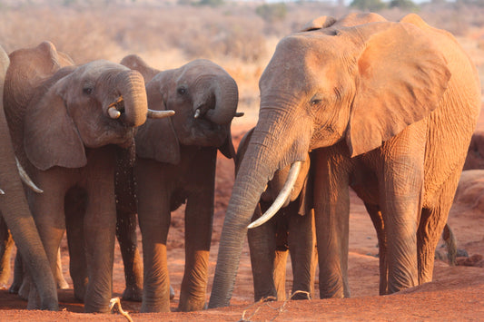 Karen Blixen & Afrikas røde elefanter