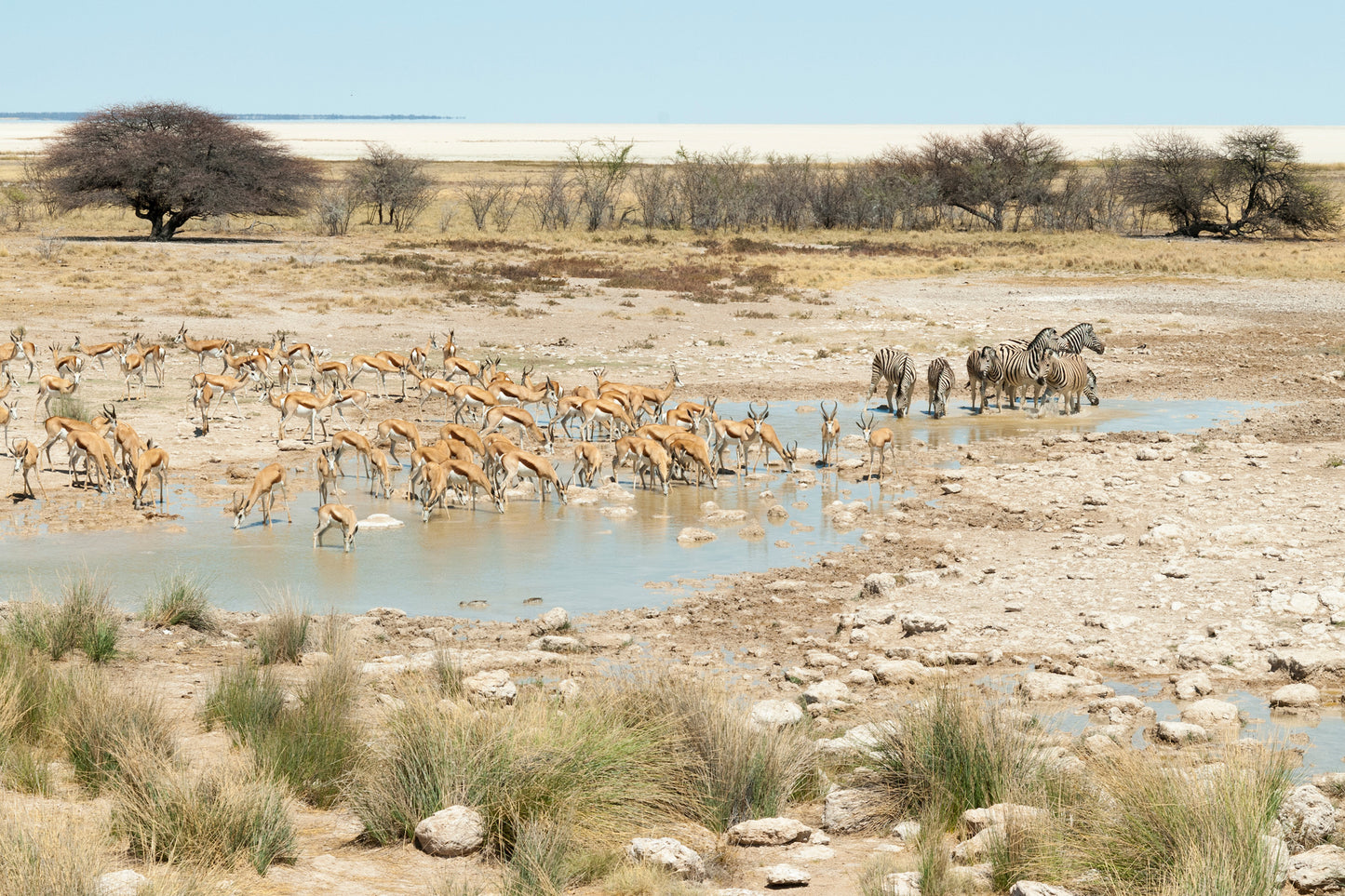 Fra Namibias ørken til Victoria Falls