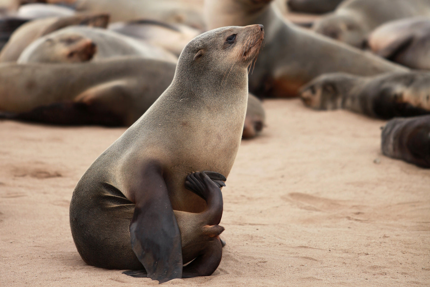 Fra Namibias ørken til Victoria Falls