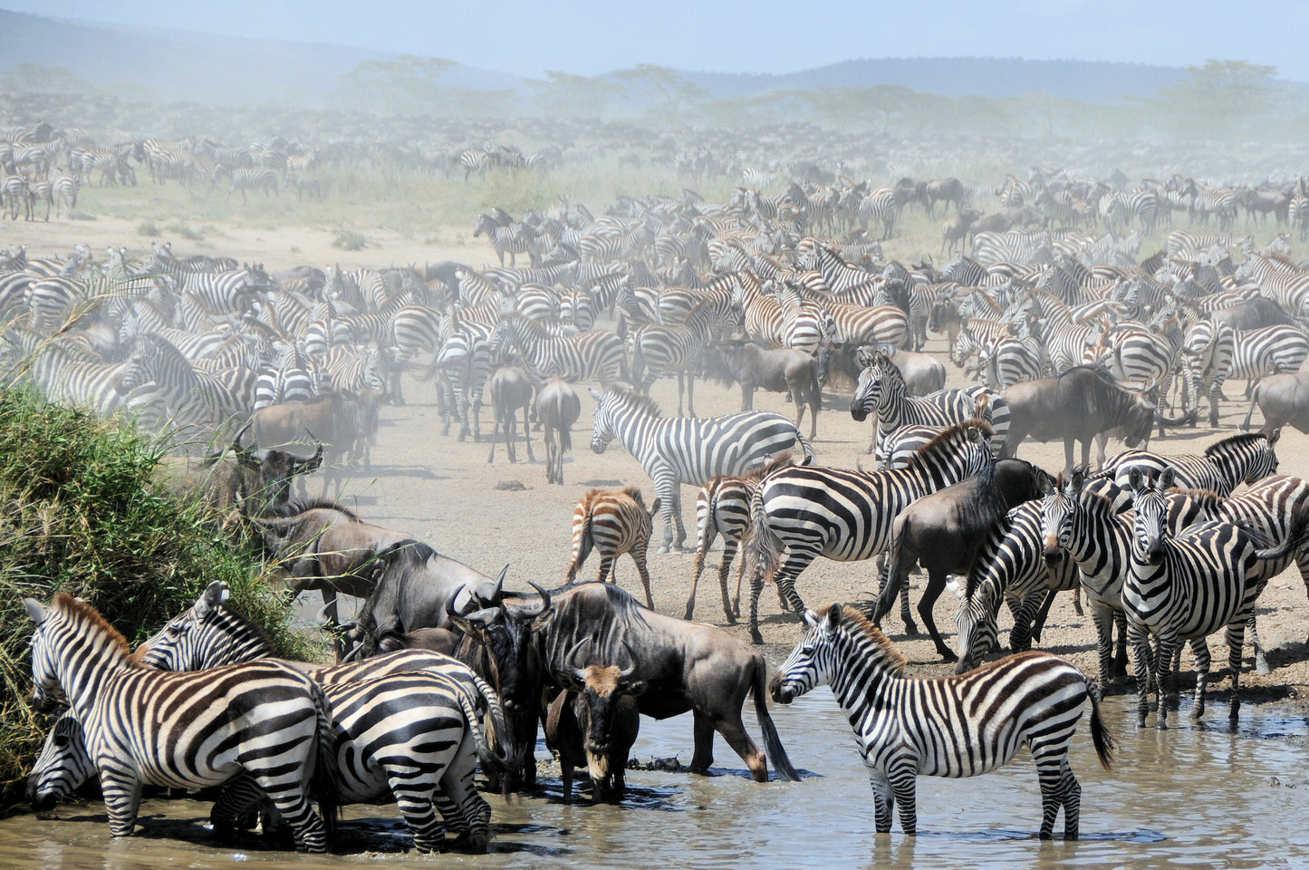 Den store Gnuvandring