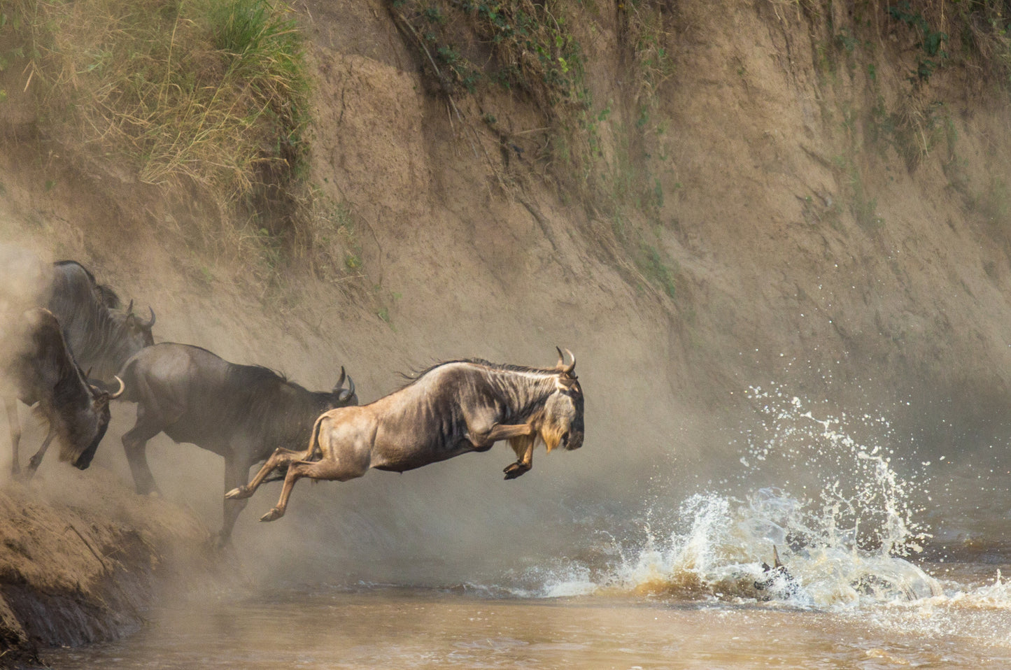 Den store Gnuvandring