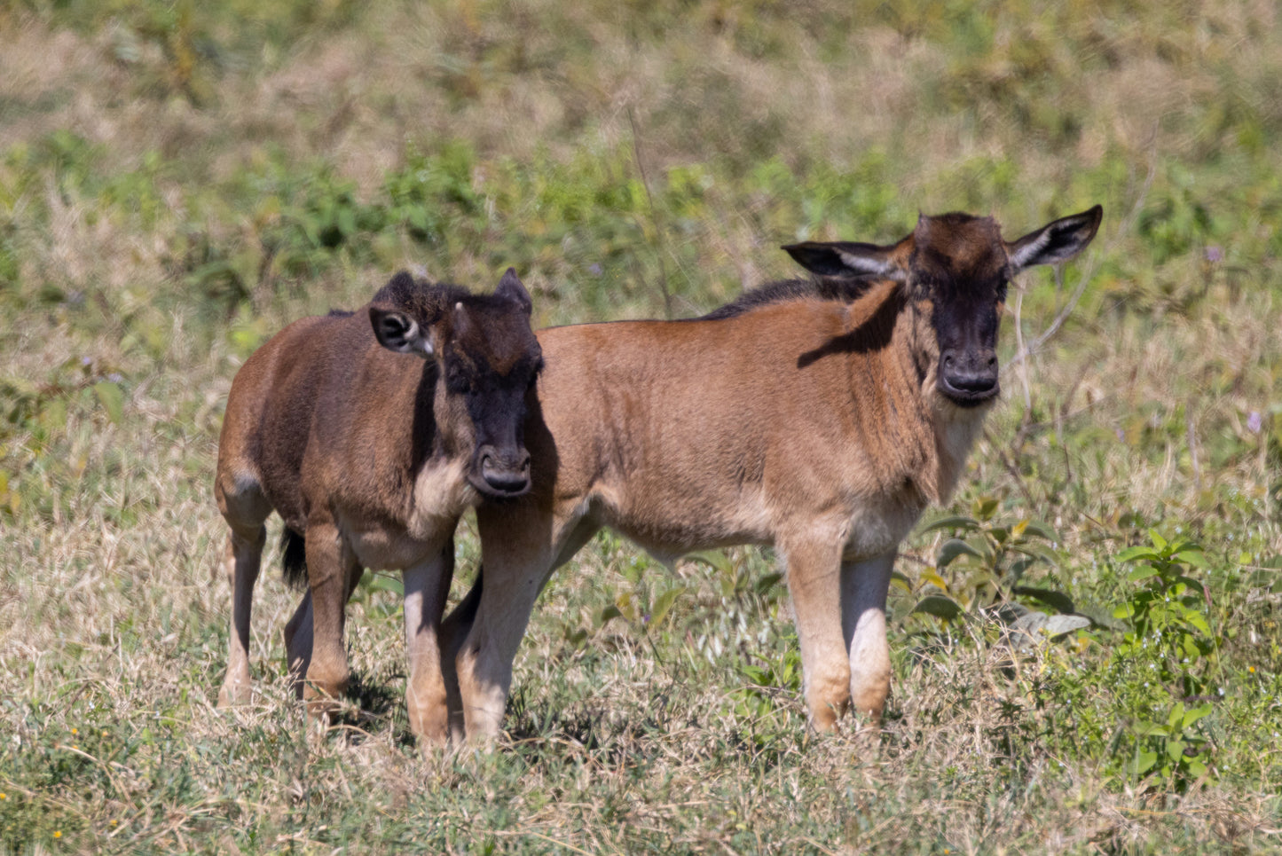 Den store Gnuvandring