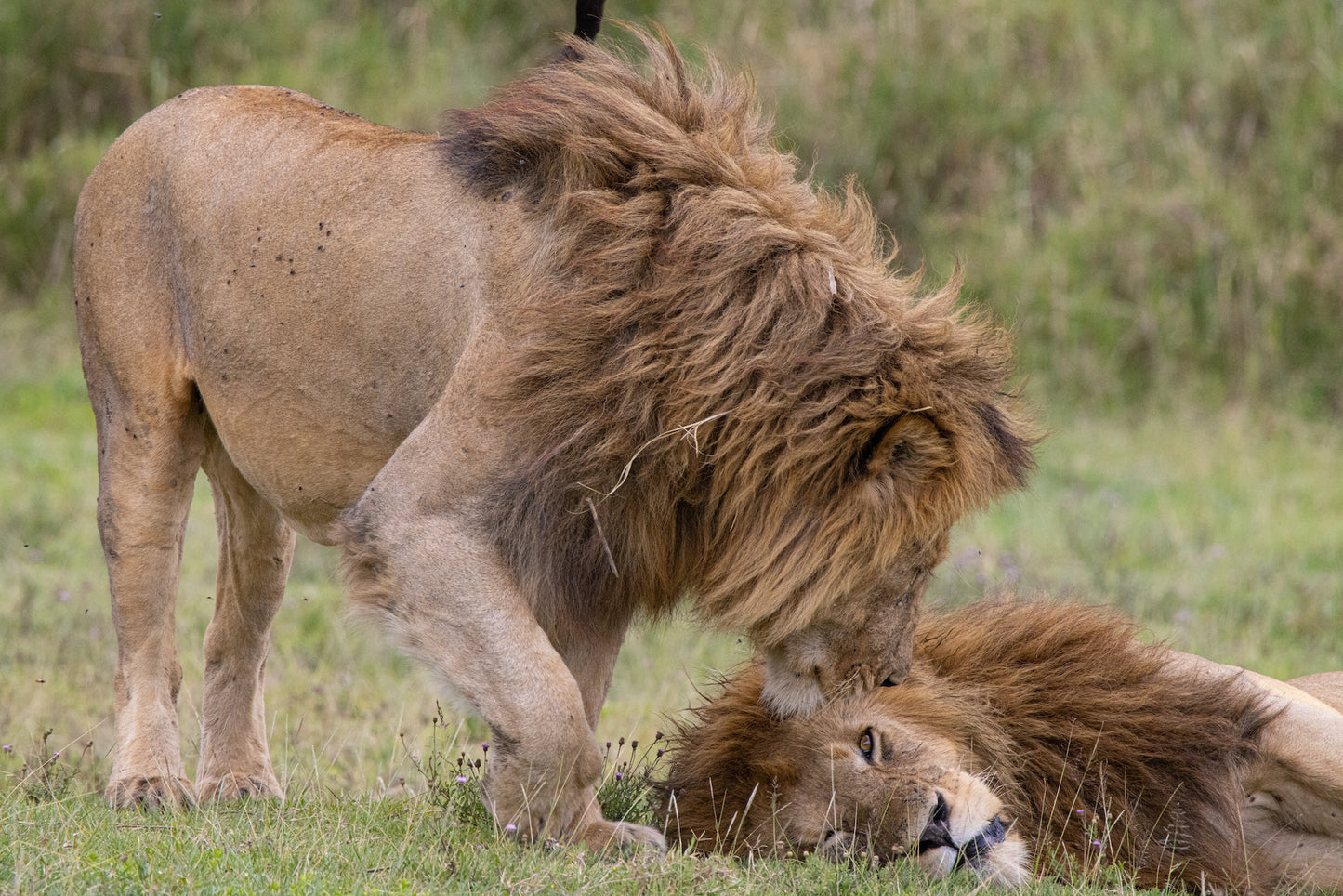 Den store Gnuvandring
