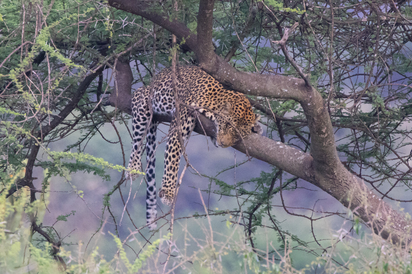 Den store Gnuvandring