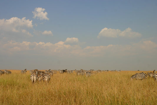 Masai Mara & Kenyas kyst