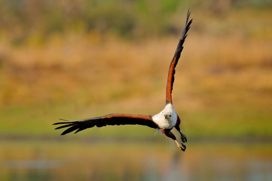 Botswana & Victoria Falls